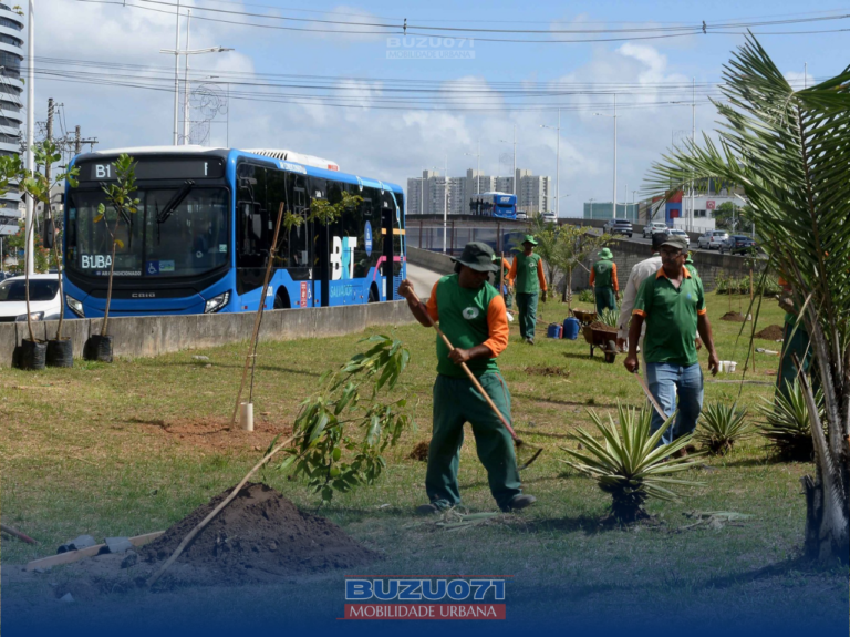 Canteiro central do BRT de Salvador recebe mudas de árvores frutíferas