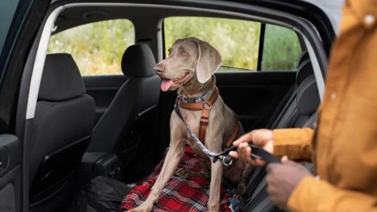 Transportar pets no carro exige atenção à lei e cuidados com a segurança