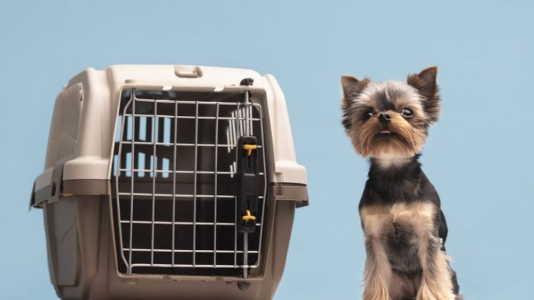 Vai viajar? Saiba como preparar seu cão ou gato para as viagens de fim de ano sem sustos