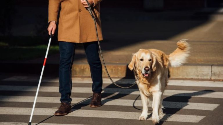 Uber lança ferramenta de autoidentificação para passageiros com cão-guia