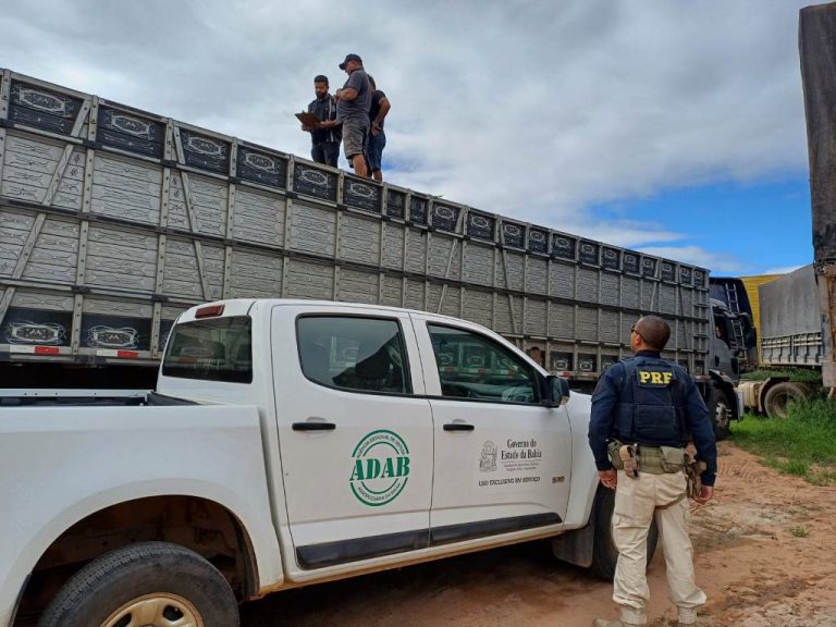 Projeto prevê veículos apreedidos por transporte irregular de animais vivos