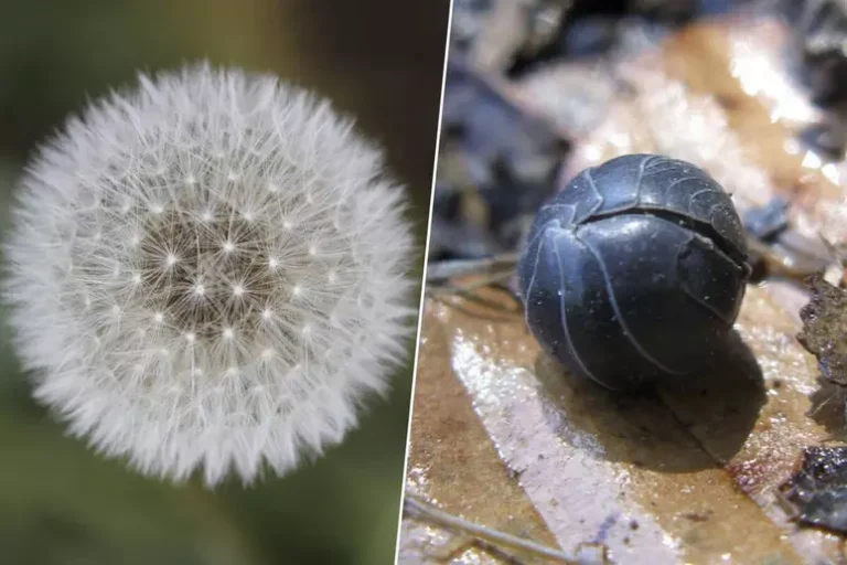 Robô inspirado na natureza pode desvendar os túneis secretos de Marte